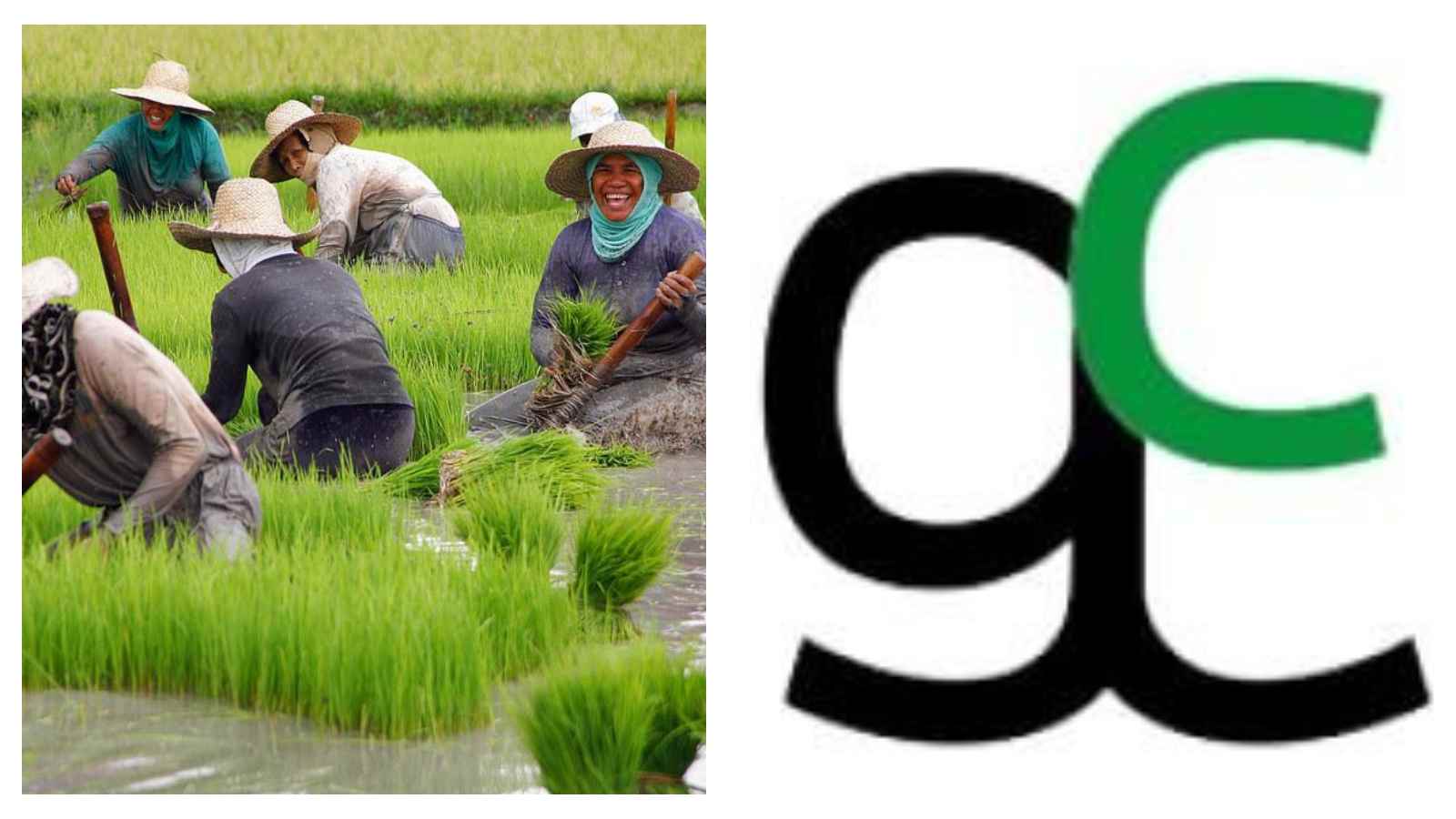 Philippine province tests water-saving rice farming with Japanese support