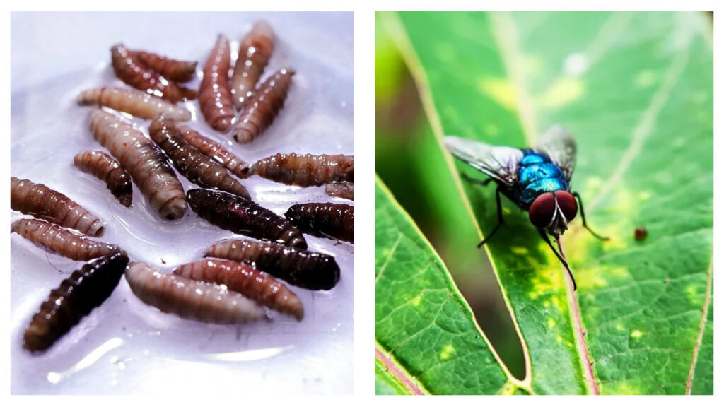 Screwworm infection detected and New World screwworm fly