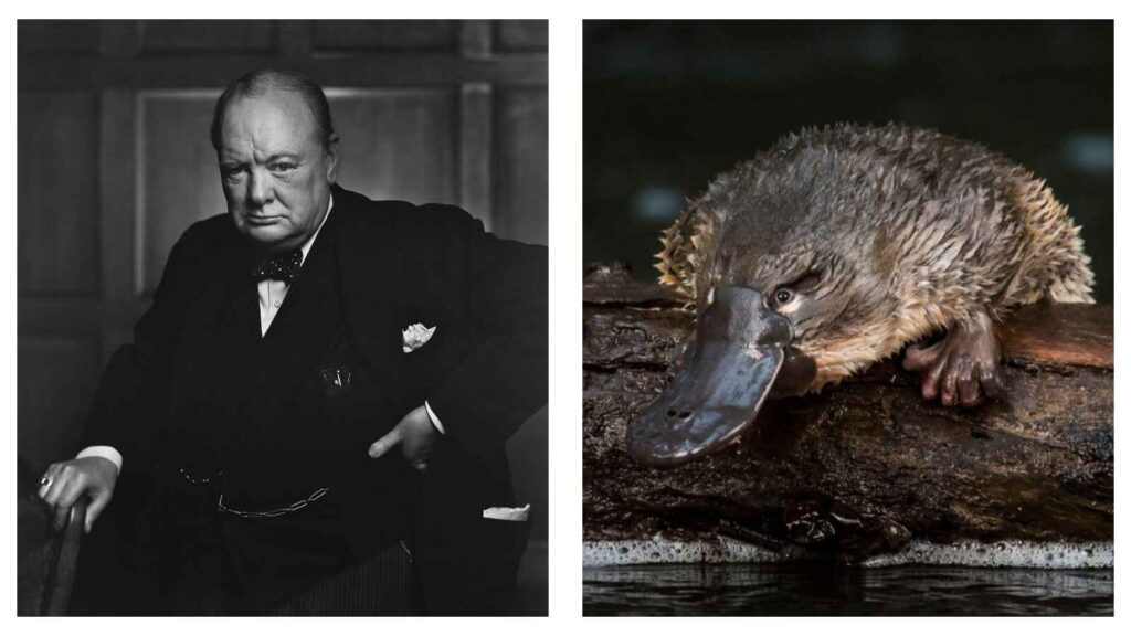 Winston Churchill & A platypus