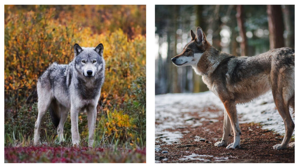 First wolf-dog hybrid found in Greece