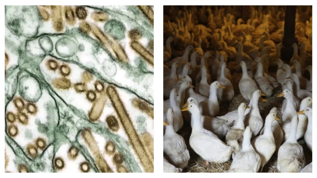 First human to be infected with rare bird flu strain dies, but experts downplay risks