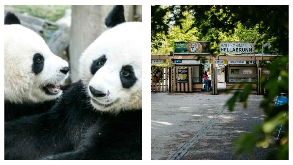 Pandas at Hellabrunn Zoo