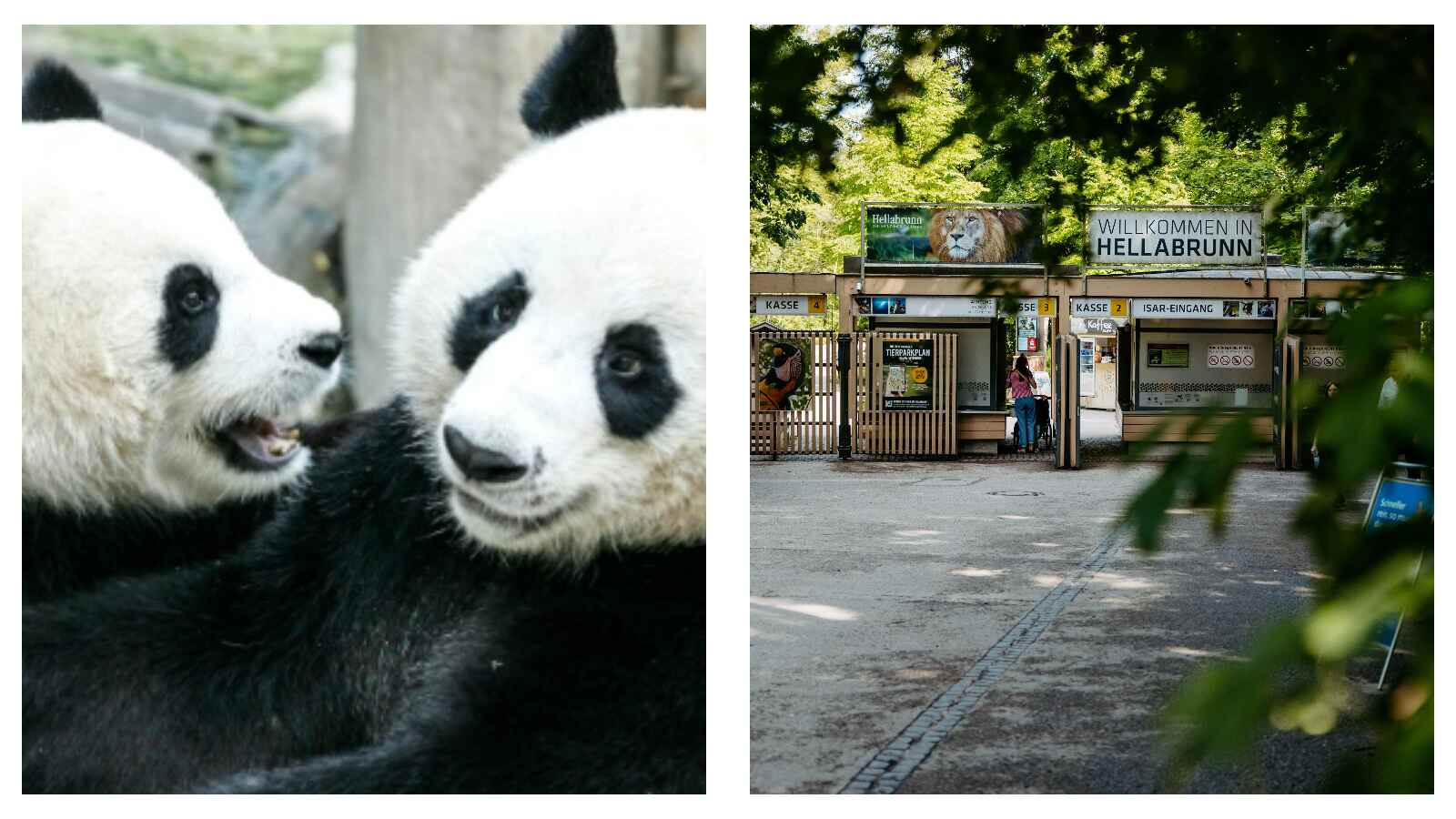 Pandas at Hellabrunn Zoo