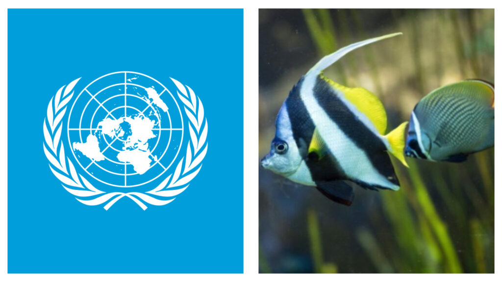 United Nations and tropical fish