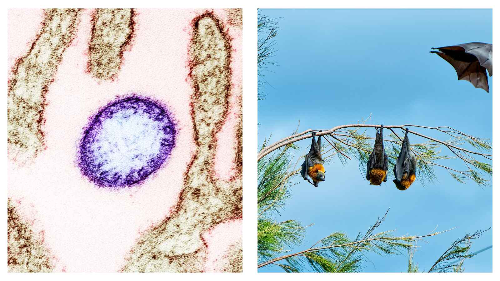 nipah virus and fruit bats