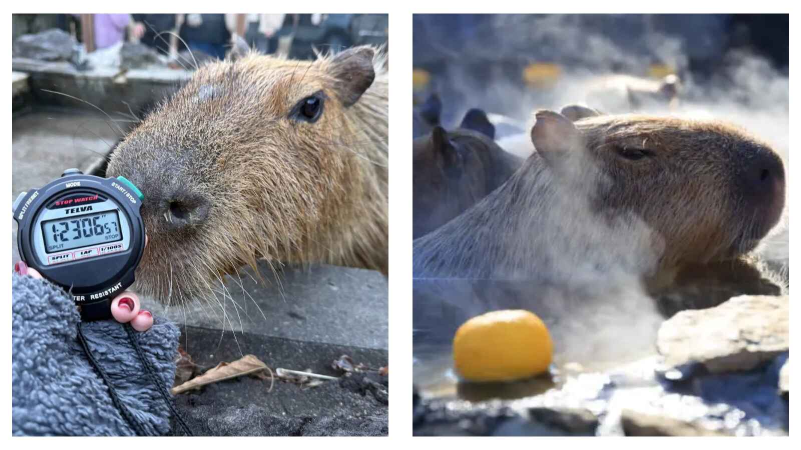 ‘Capybara Long Bath Showdown’