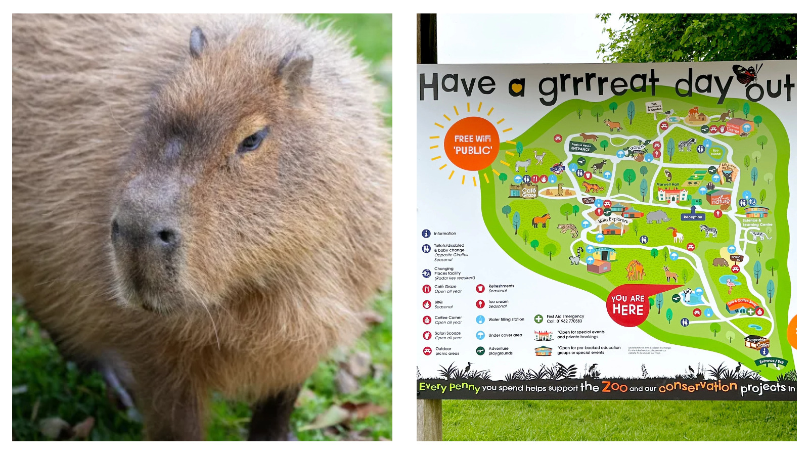 Marwell Zoo Capybara Samba