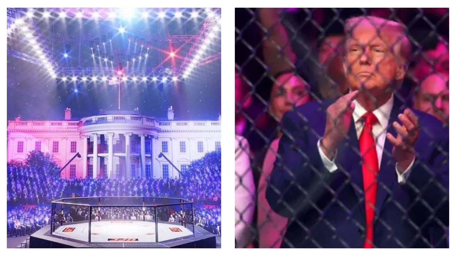 UFC White House fight