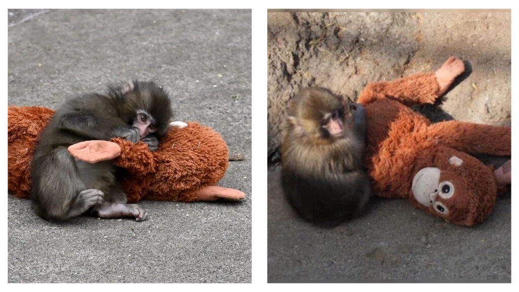 punch the monkey