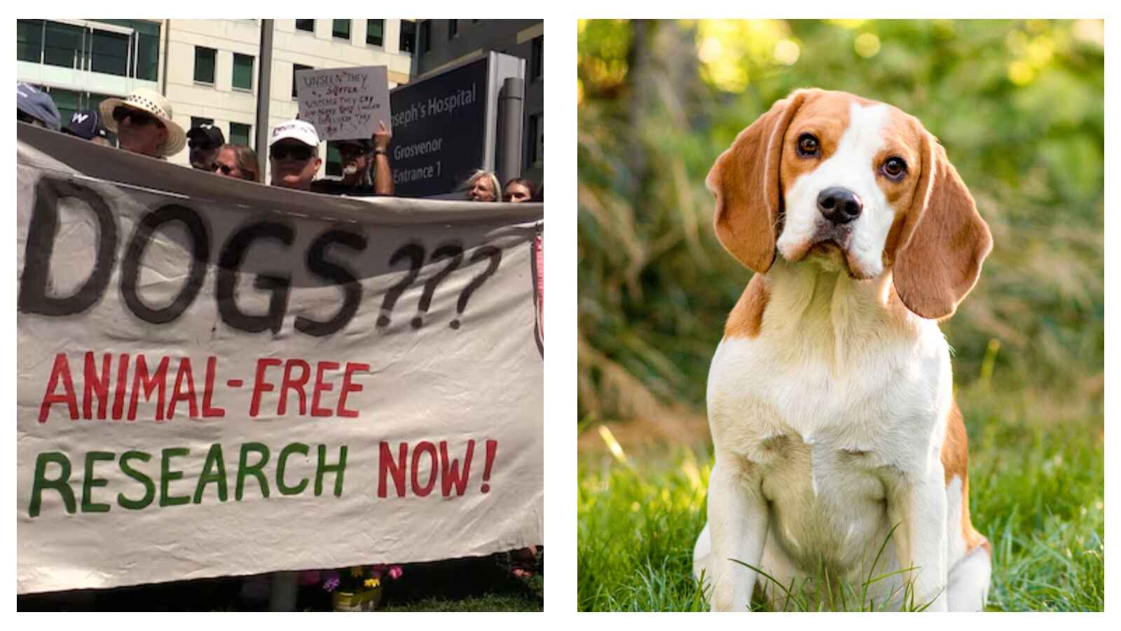 Animal research protest