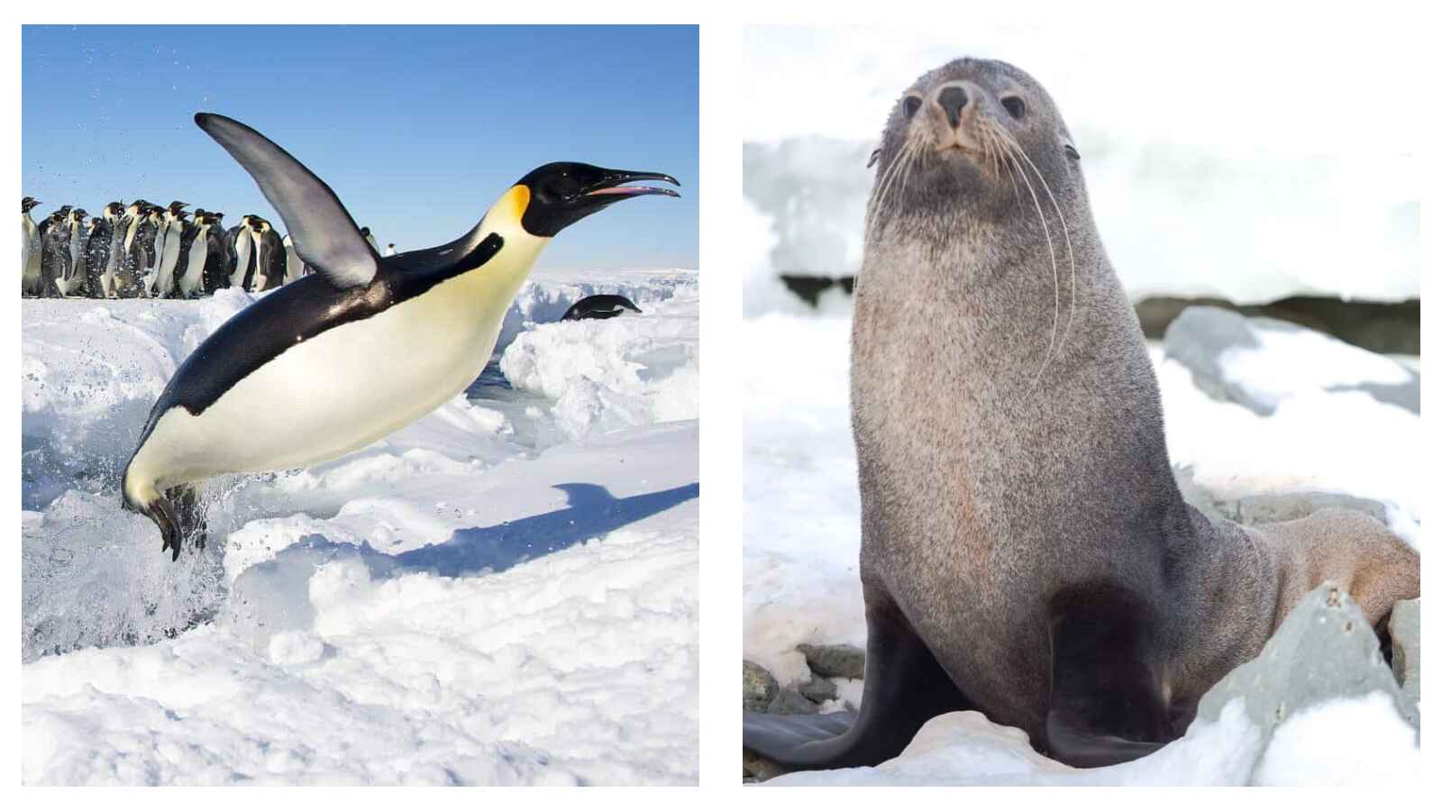 Emperor penguin and Antarctic fur seal