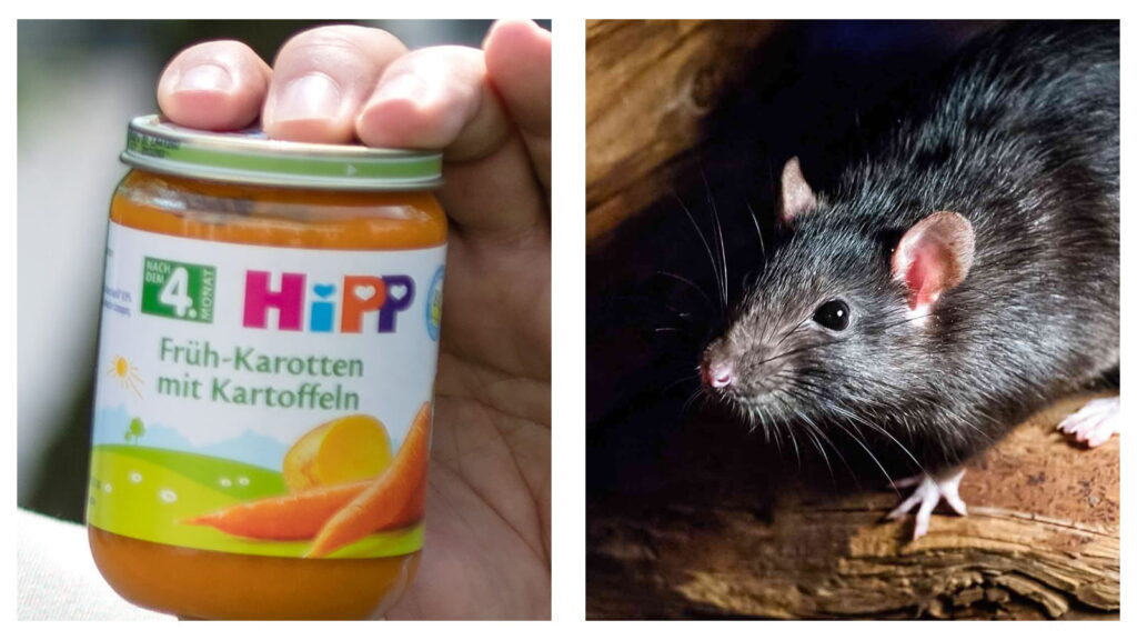 HiPP baby food and rat