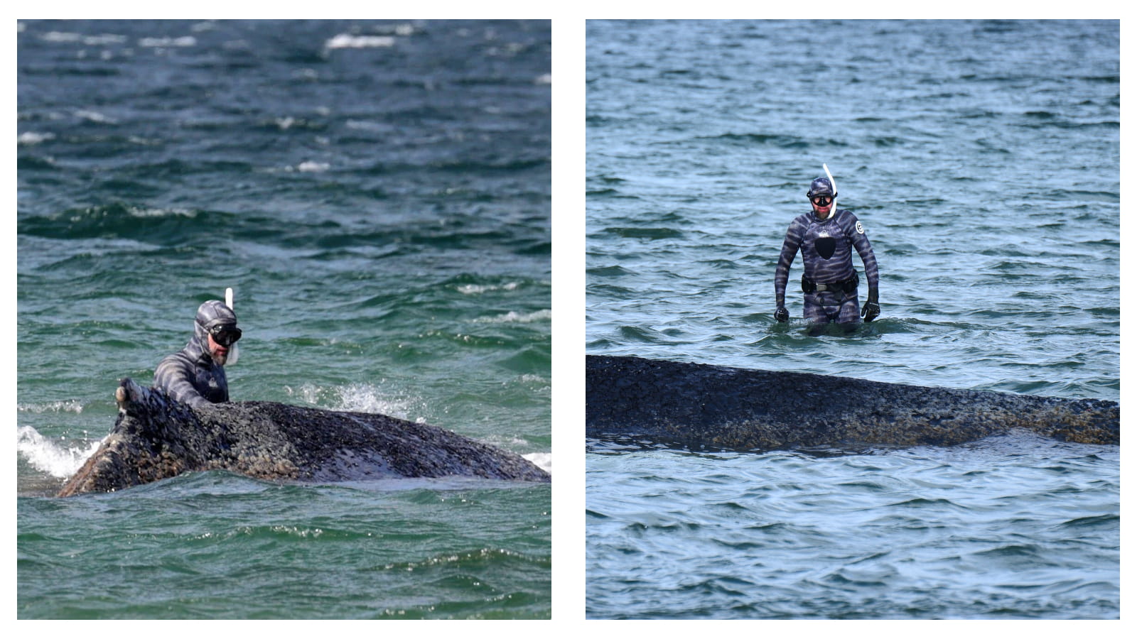 'Timmy’ the humpback whale