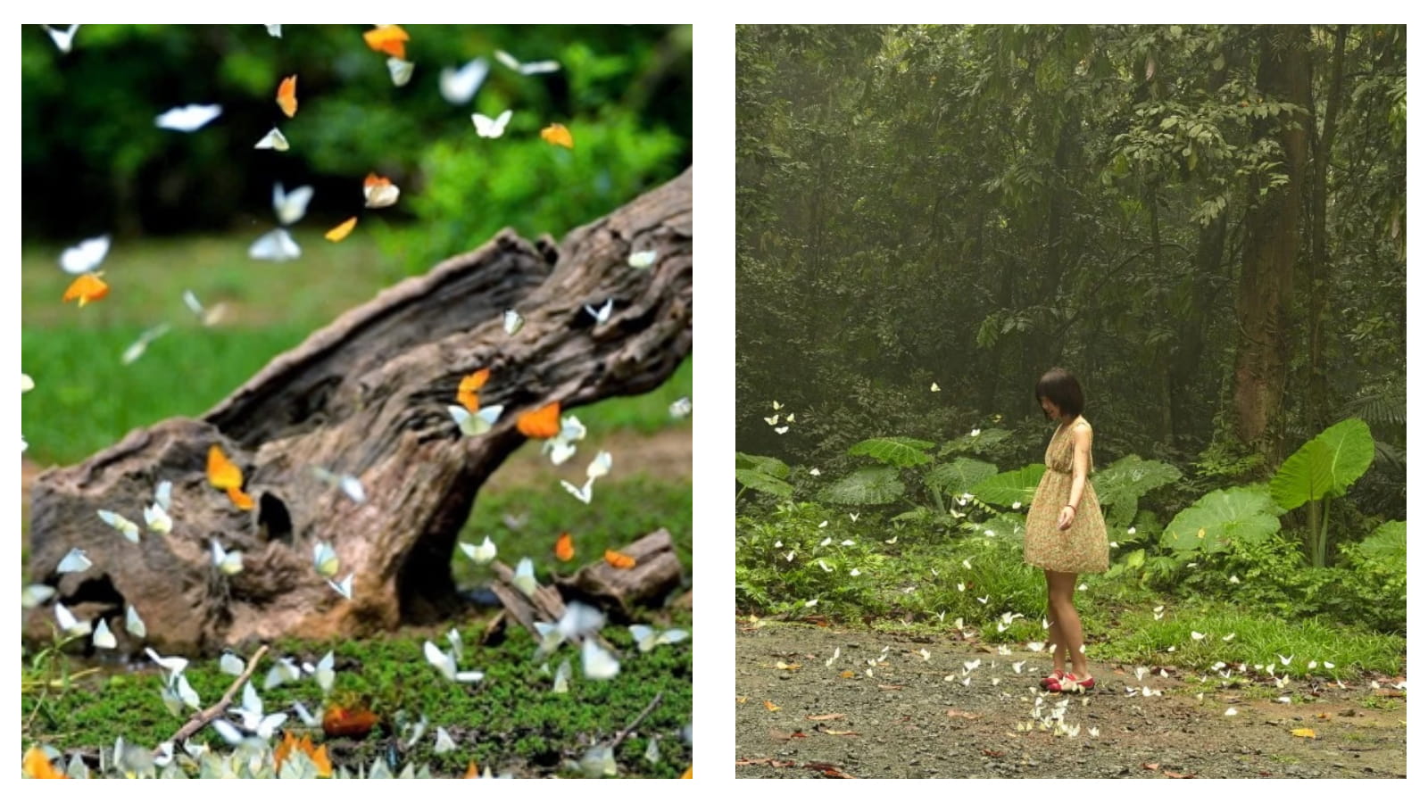 butterflies and Vietnam's Cuc Phuong National Park