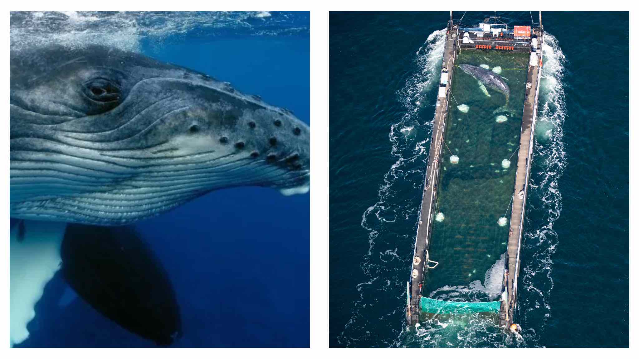 Timmy Humpback whale rescue