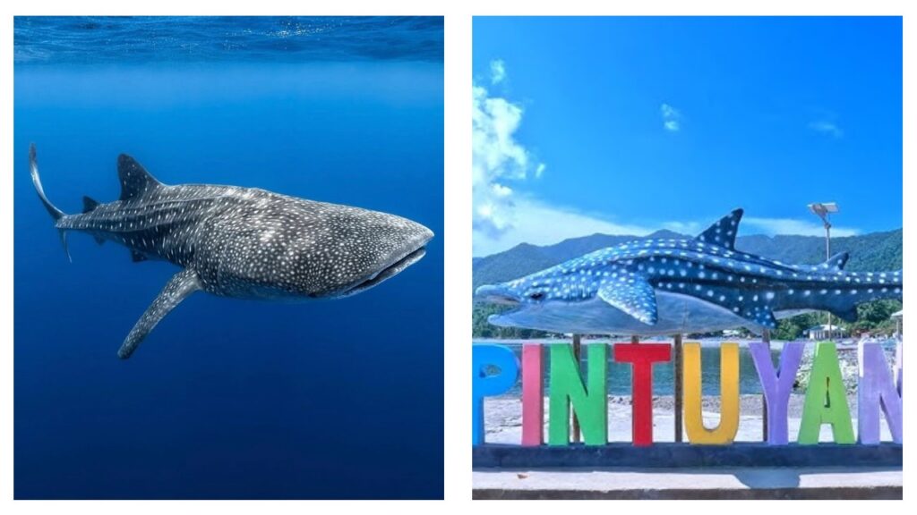 Pintuyan whale shark season Philippines
