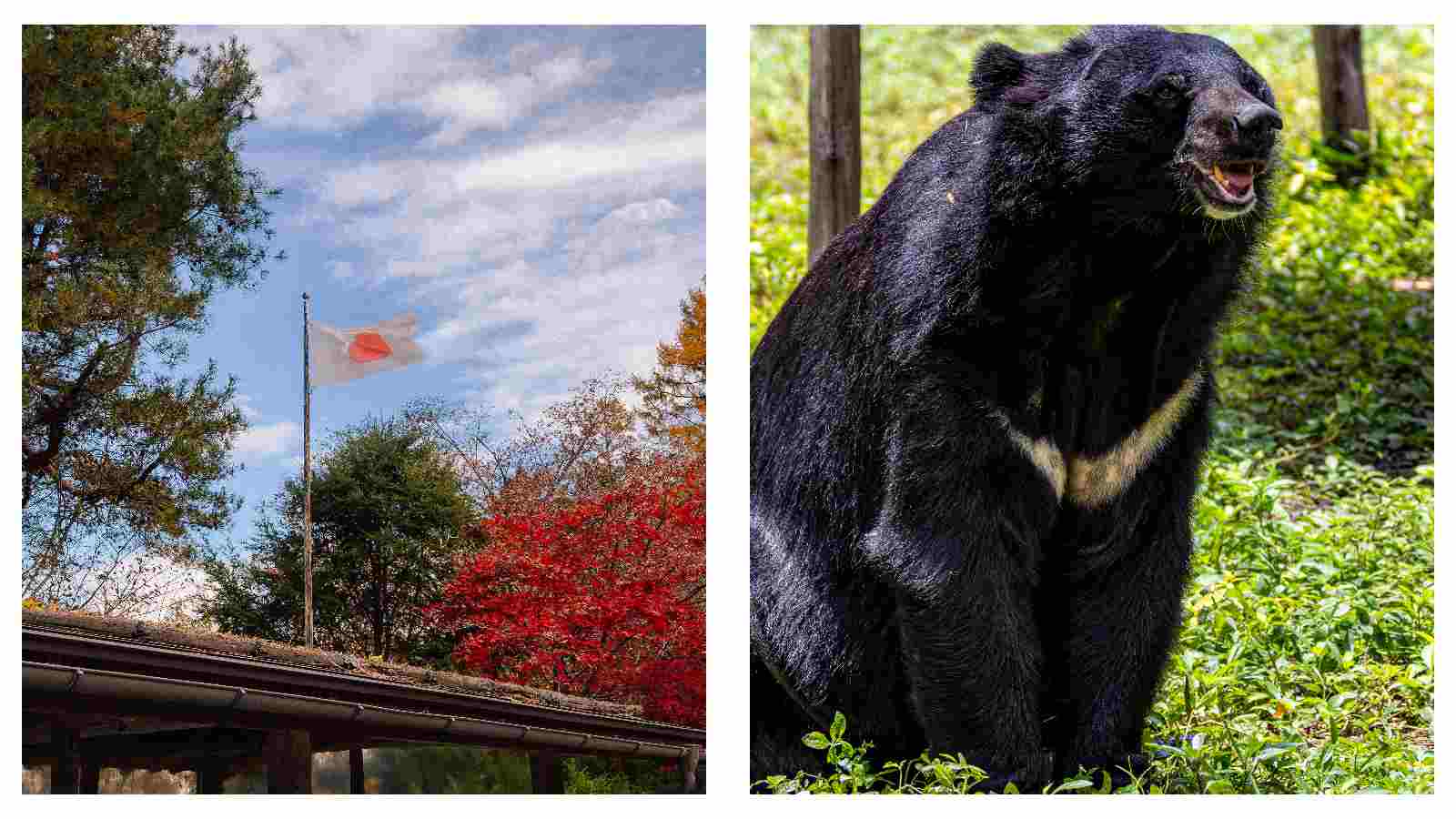 Japan flag and black bear
