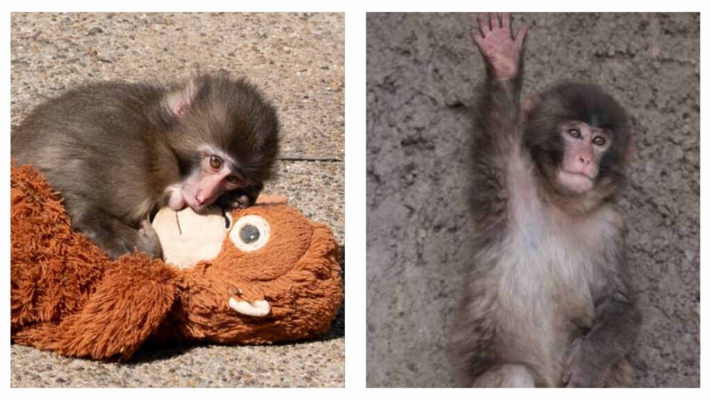 Punch the monkey