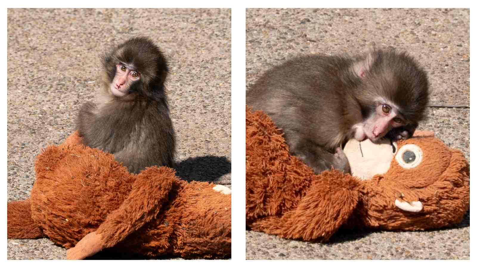 Punch the monkey