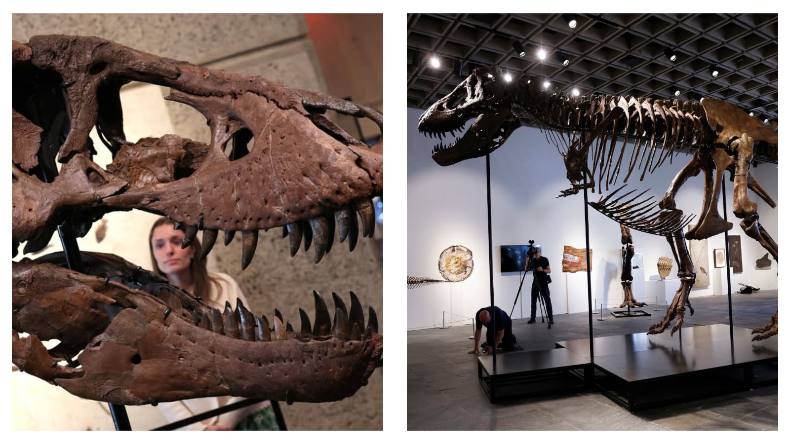T rex skeleton Gus auctioned by Sotheby's