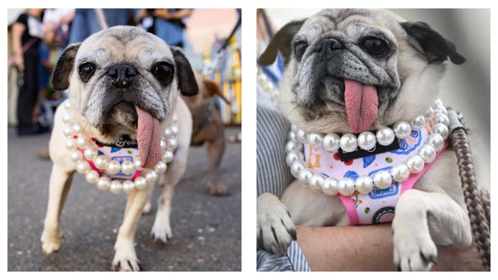 2026 World's Ugliest Dog