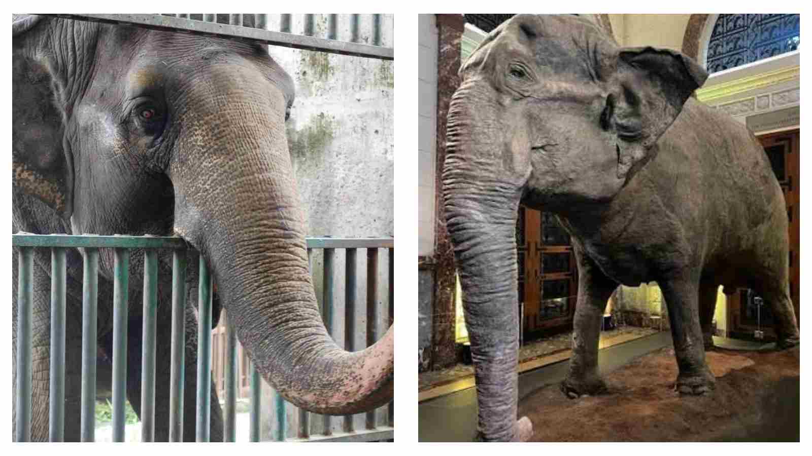 Mali the elephant