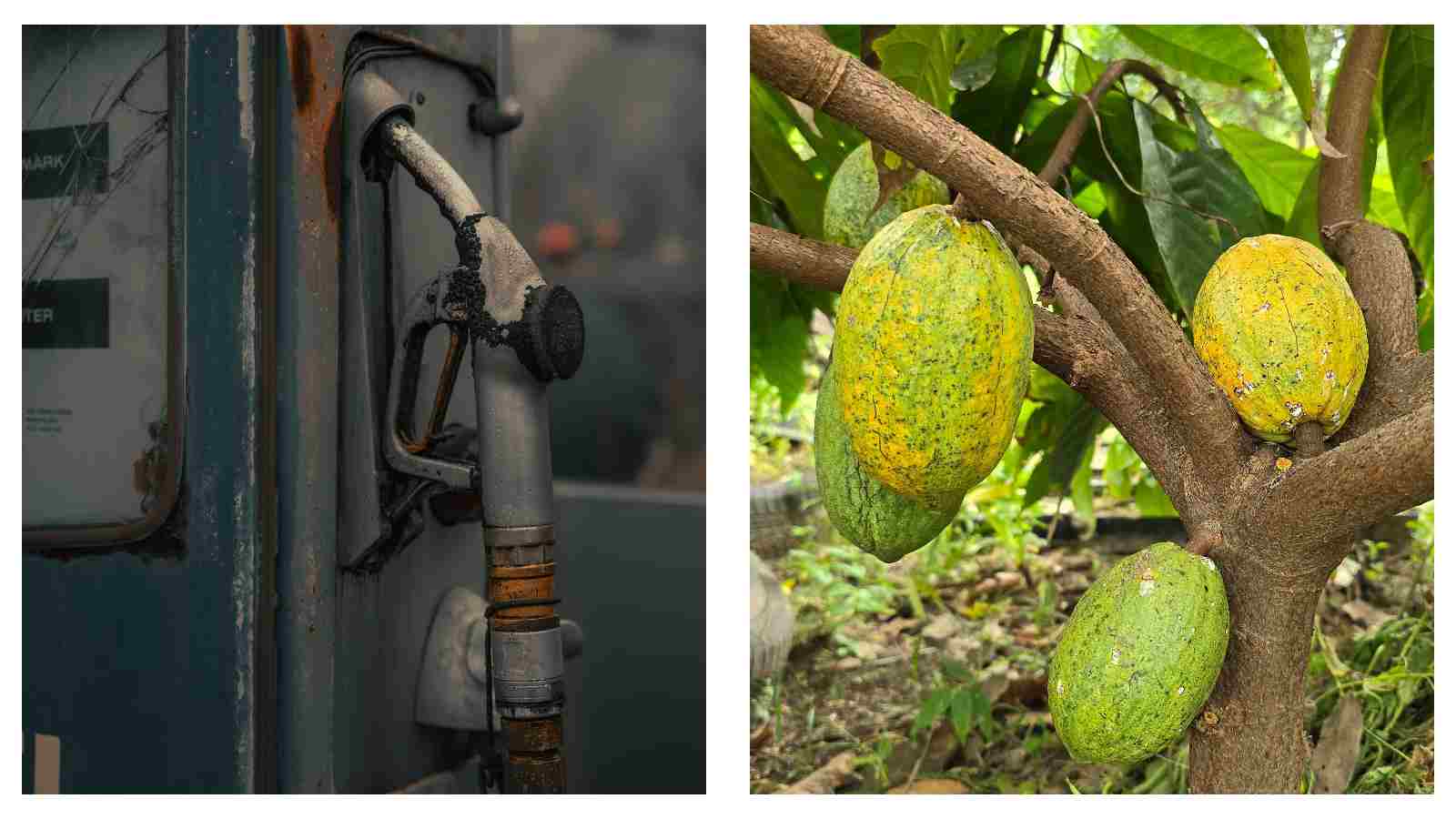 Fuel pump and cocoa plant