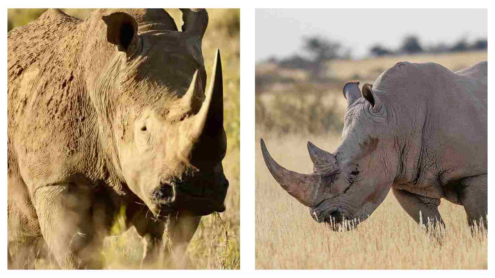 Rhinos in danger