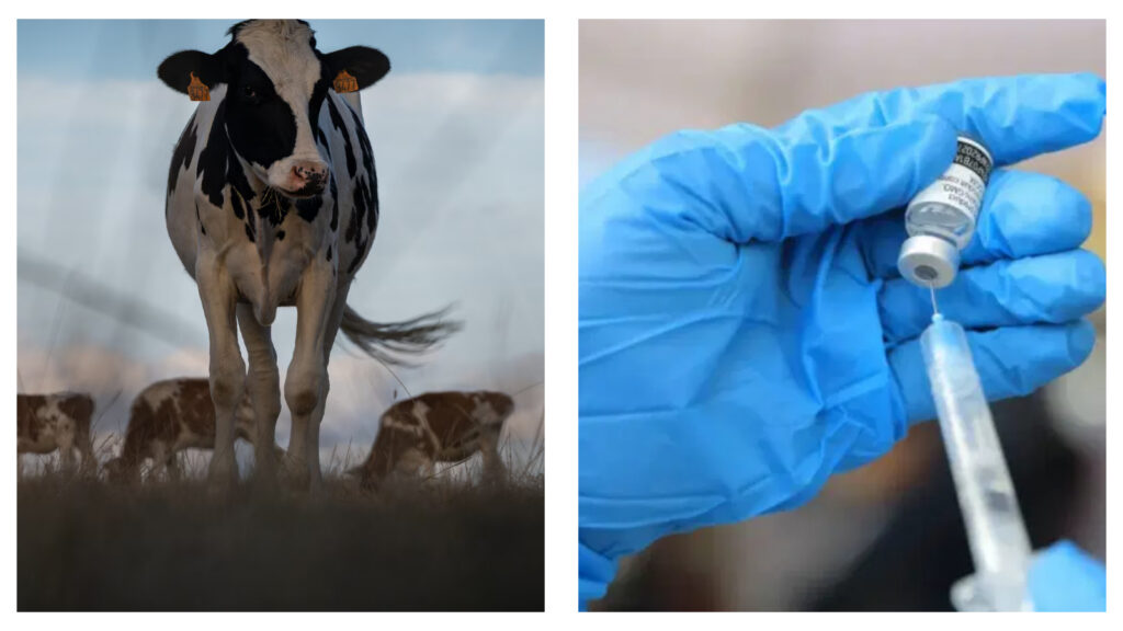 Livestock virus Shamonda detected in human for first time in France