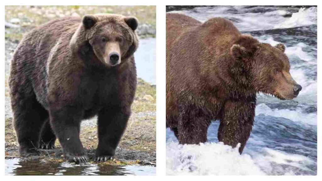 Meet 'Backpack', the new winner of Alaska's Fat Bear Week