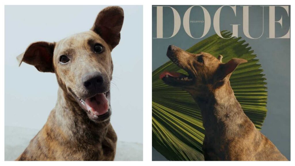 Vogue Philippines Dogue edition