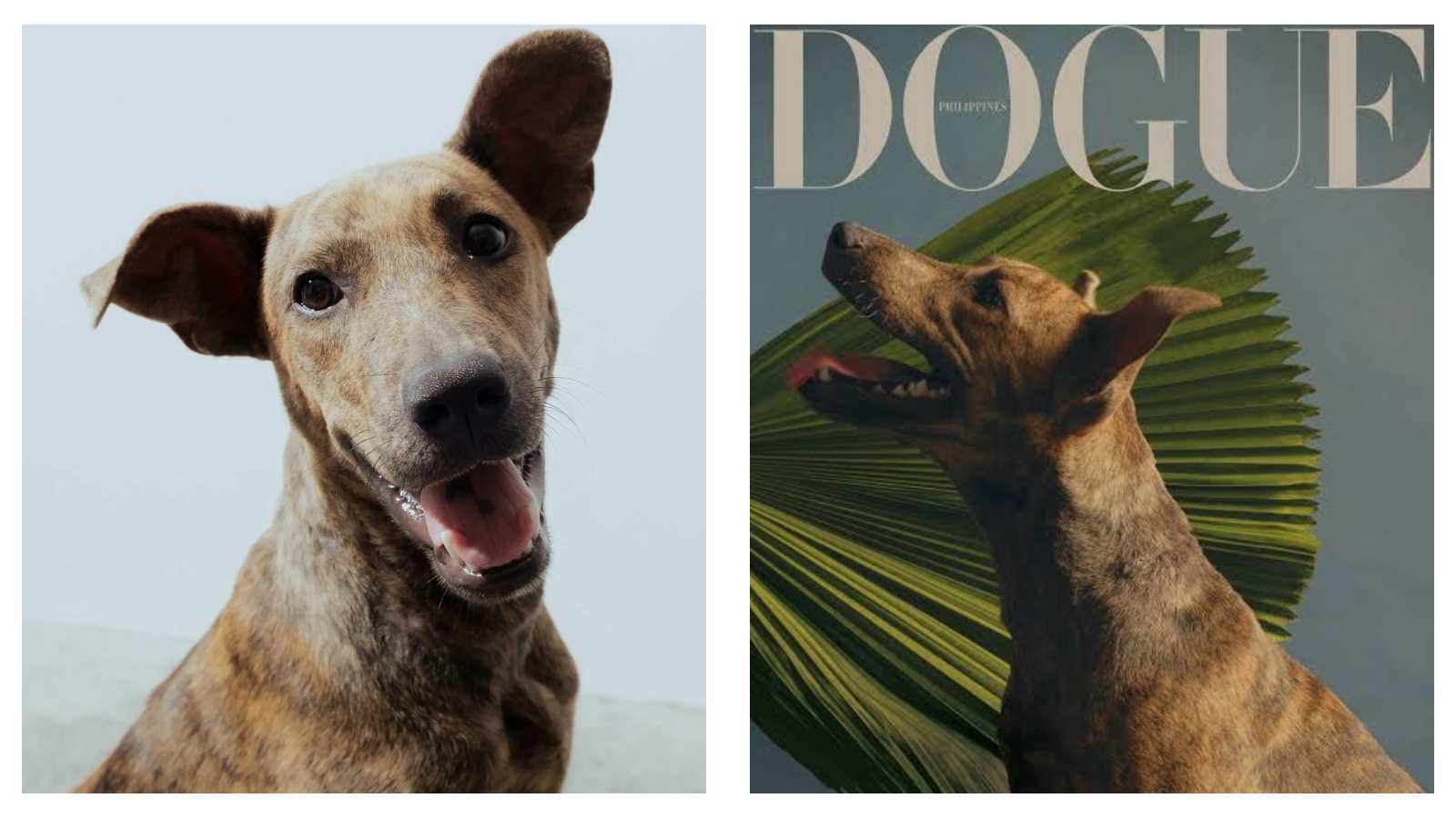 Vogue Philippines Dogue edition